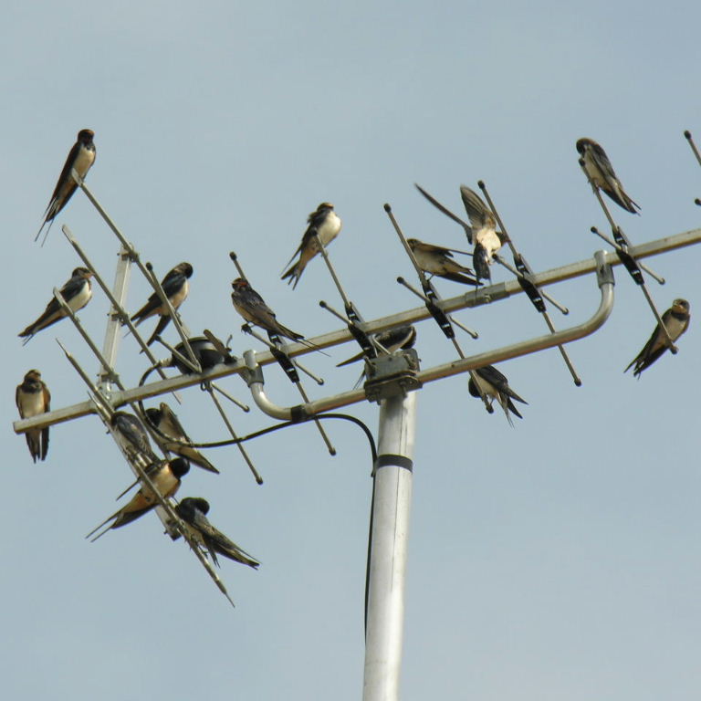Swallows gathering on TV aerial