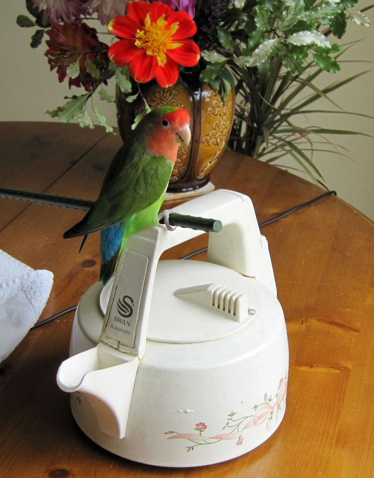 Polly put the kettle on