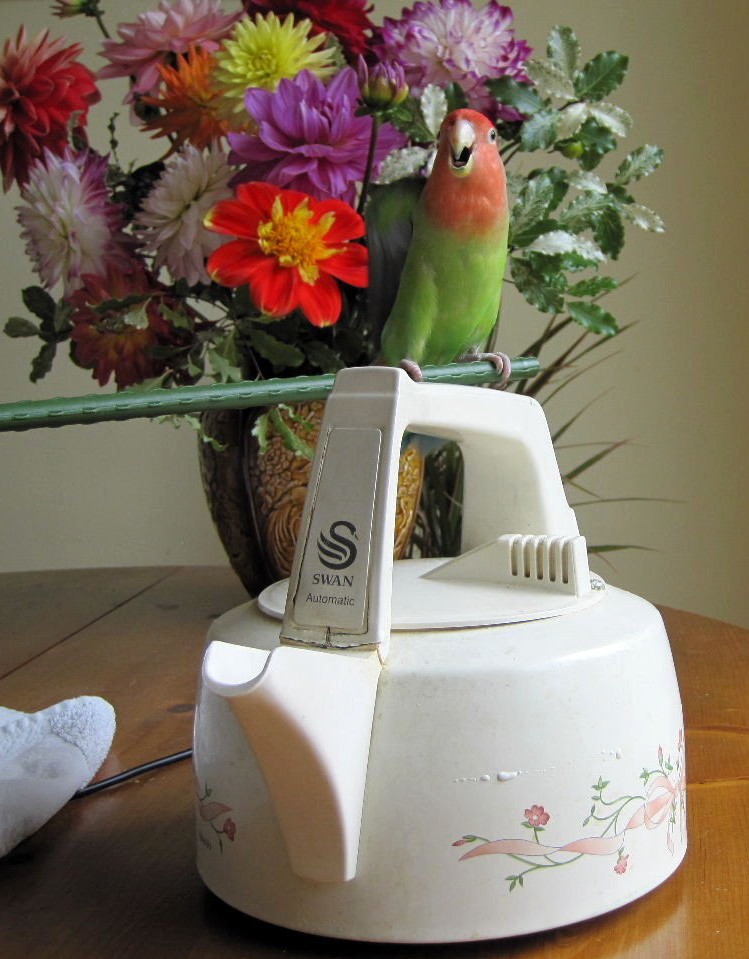 Put Polly on the kettle