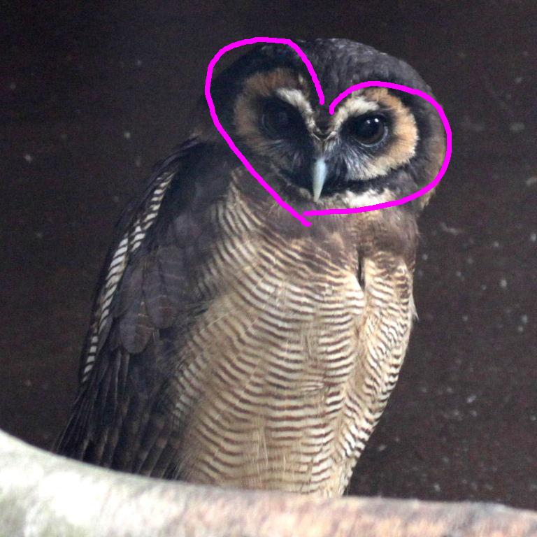 Brown Wood Owl heart