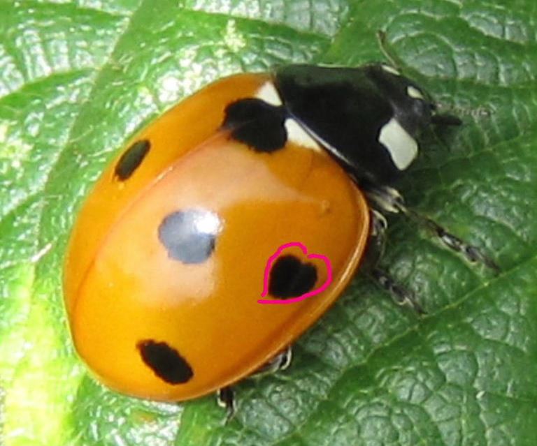 Ladybird heart