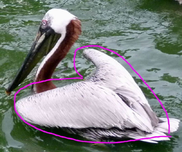Pelican heart