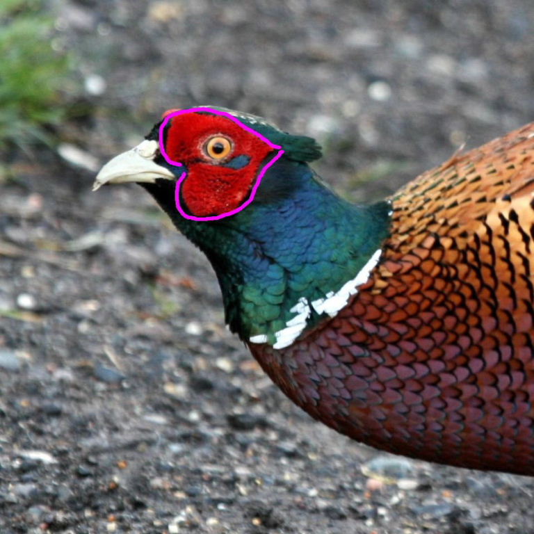Pheasant heart
