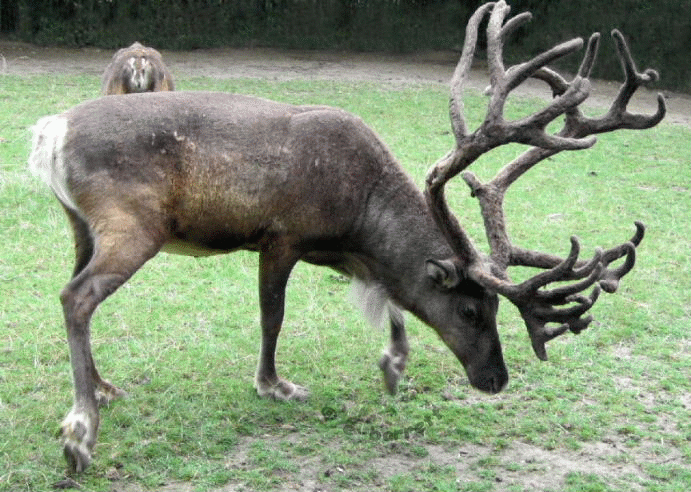 Rudolph