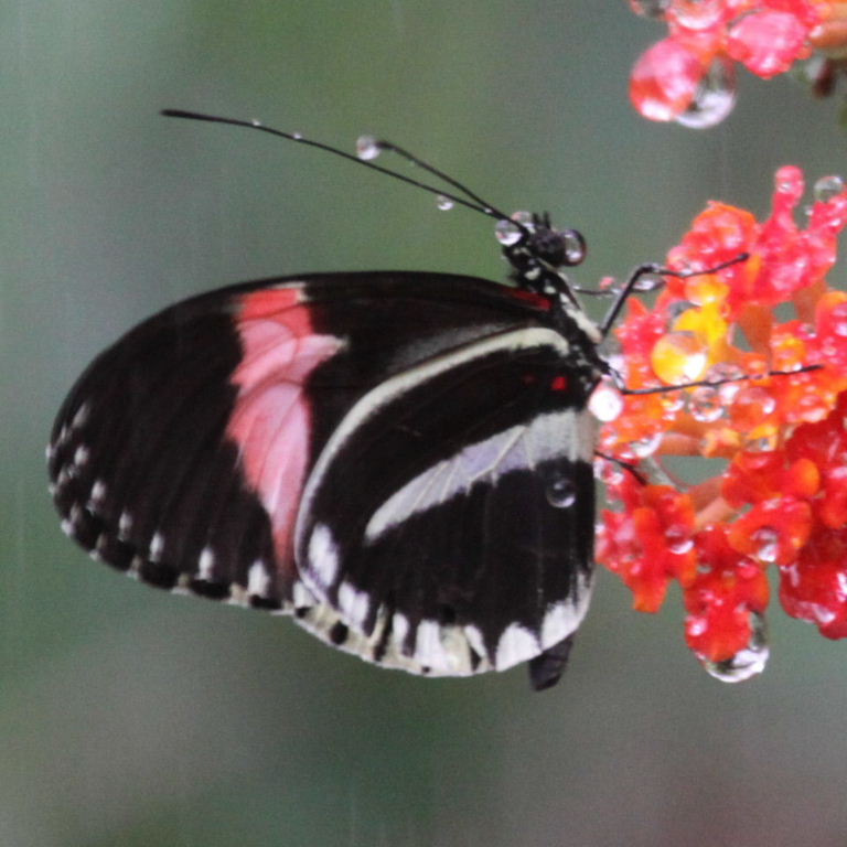Postman Butterfly in gasmask