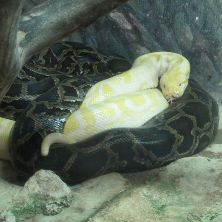 Happy New Year of the Snake