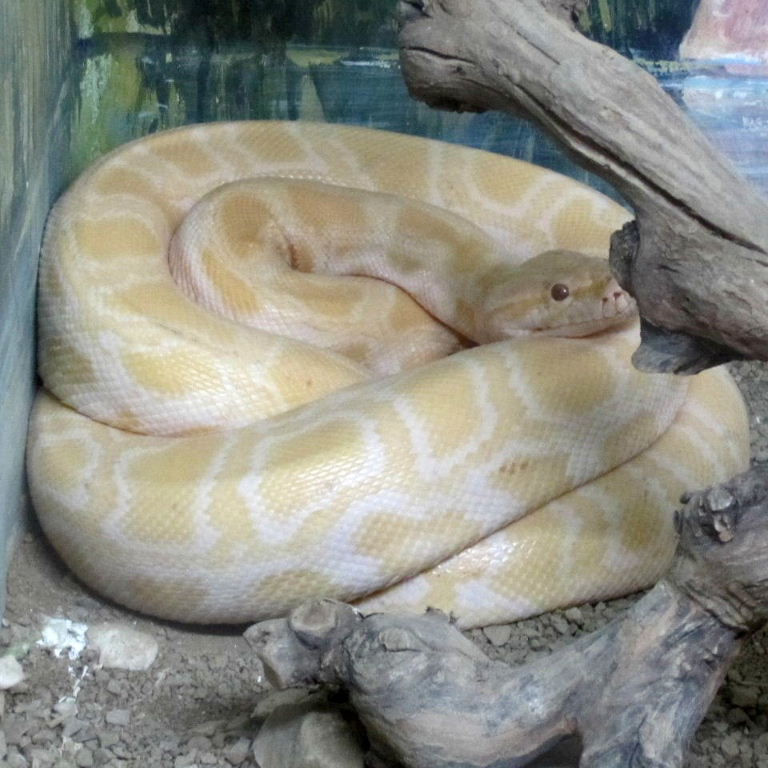 Happy New Year of the Snake