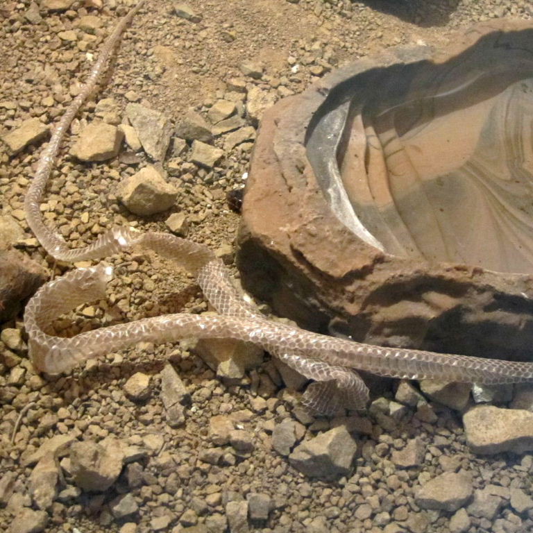Happy New Year of the Snake