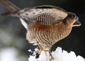 Sparrowhawk