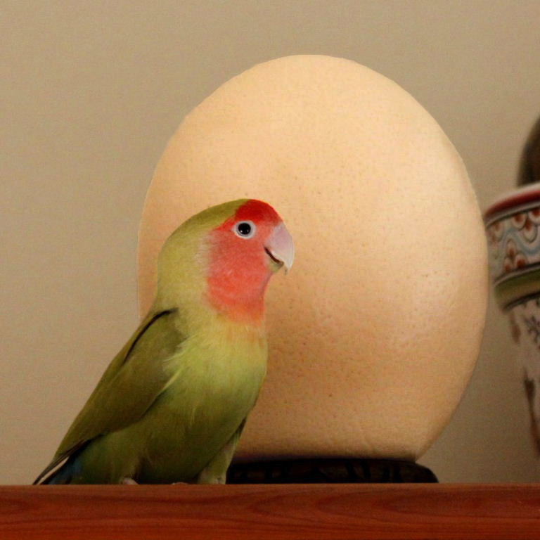 Easter Egg