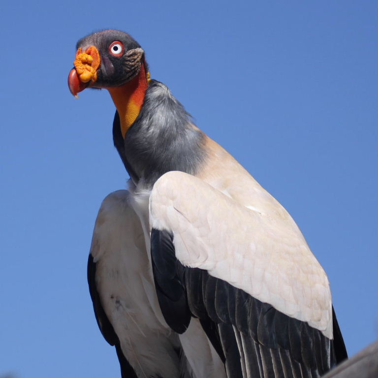 King Vulture on carrot-juice diet