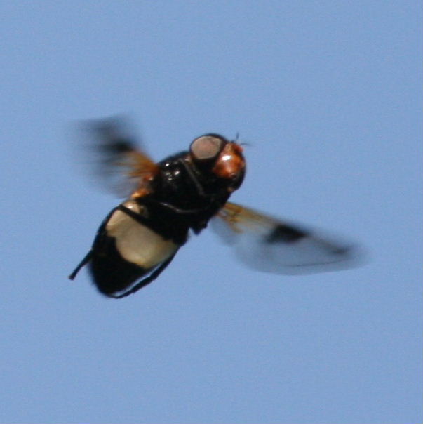 Biggles in flying helmet