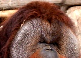Orangutan