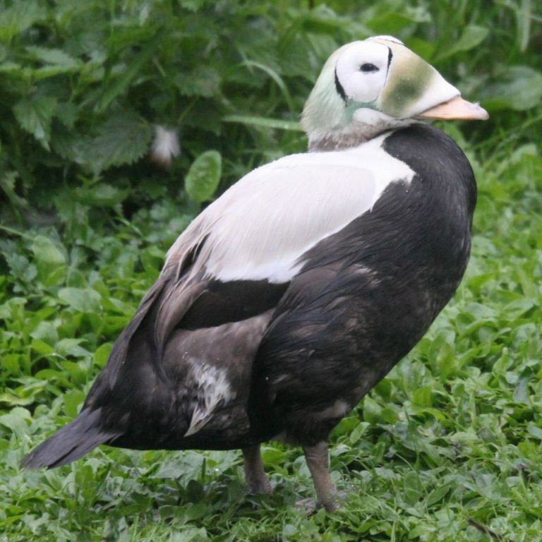 Birdflu mask