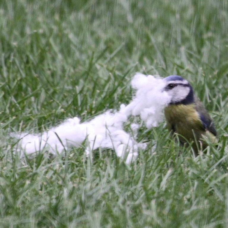 Bluetit with nesting material