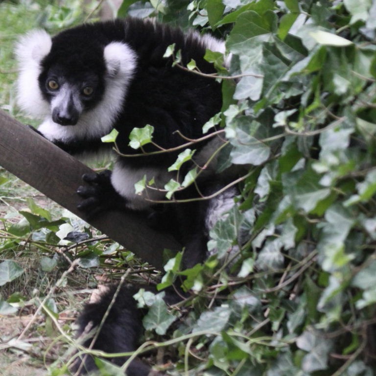 Black and White-ruffed Lemur