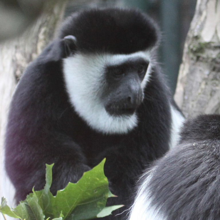 Colobus monkey