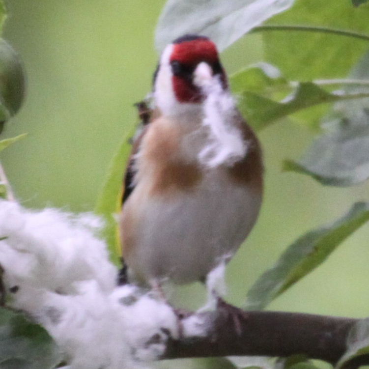 Goldfinch with nesting material