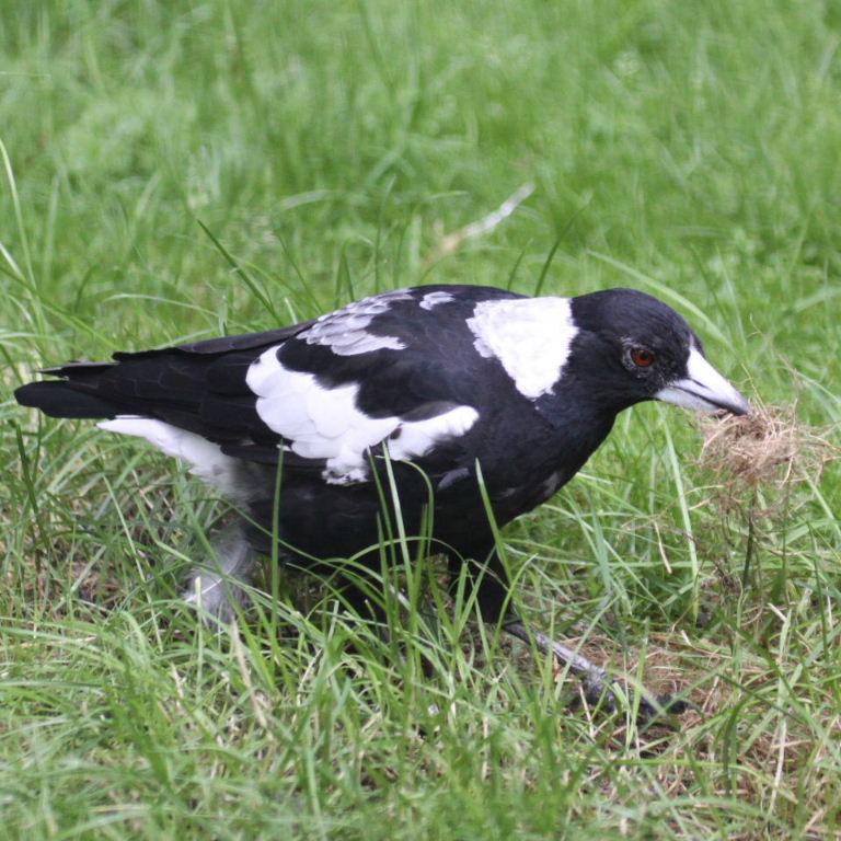 White-backed Magpie with nesting material