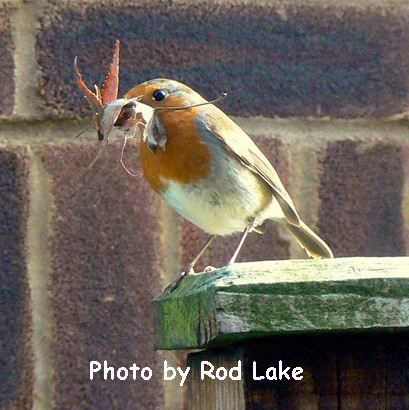 Robin by Rod Lake