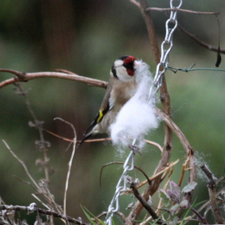 Goldfinch with nesting material