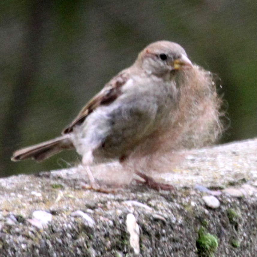 Sparrow with nesting material