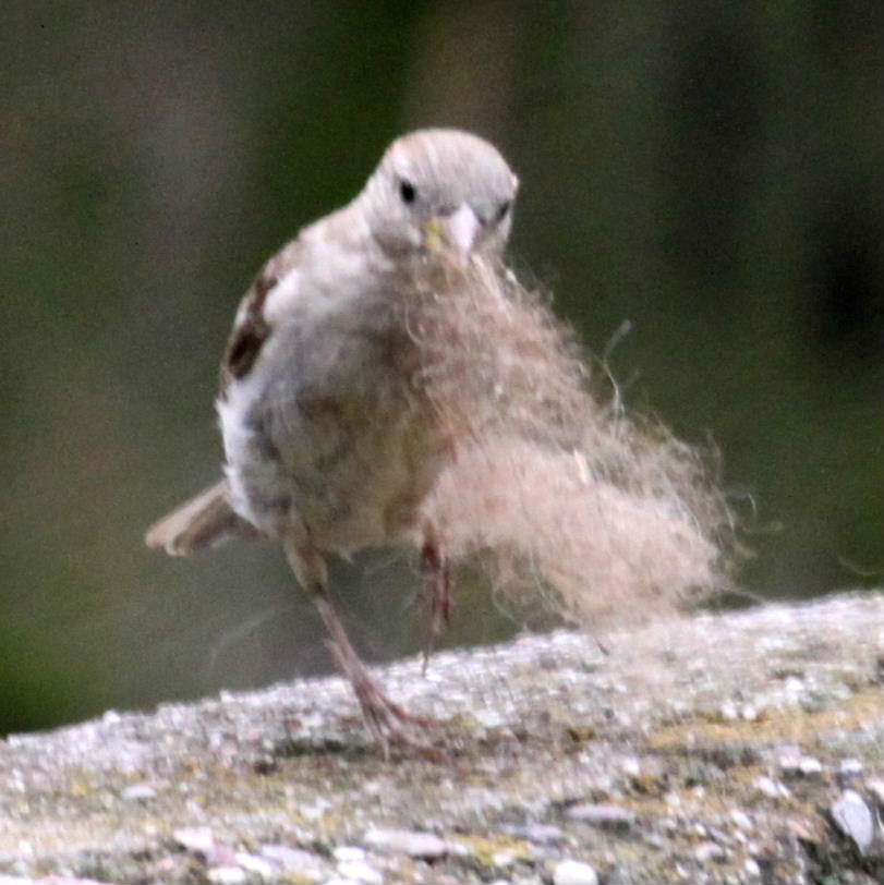 Sparrow with nesting material