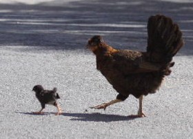 Why did they cross the road?