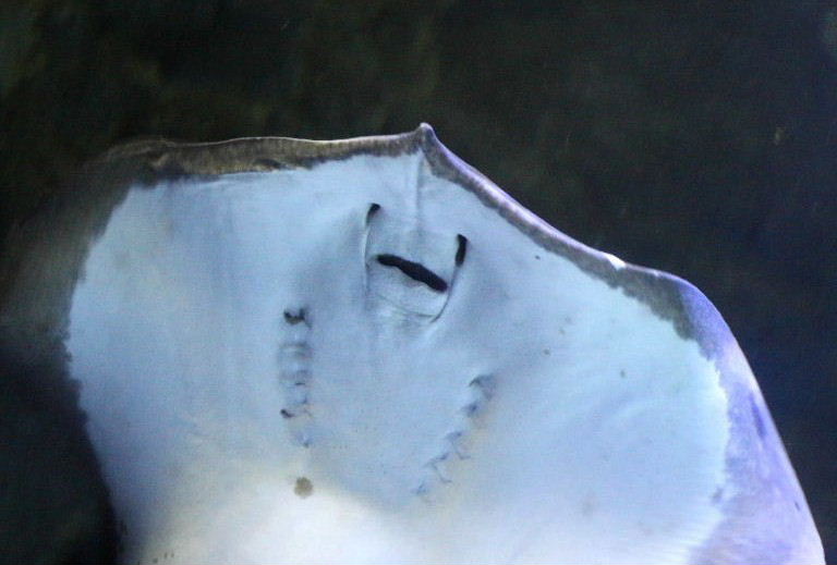 Halloween ghost ray