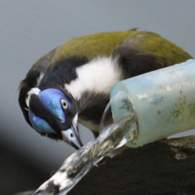 Drinking 'til he's blue in the face