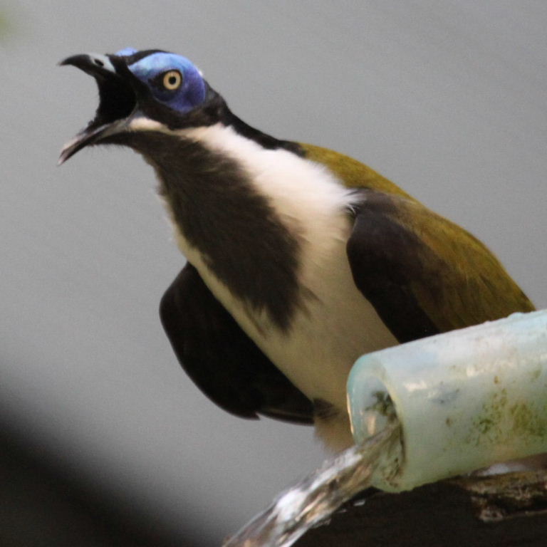 Shouting 'til he is blue in the face