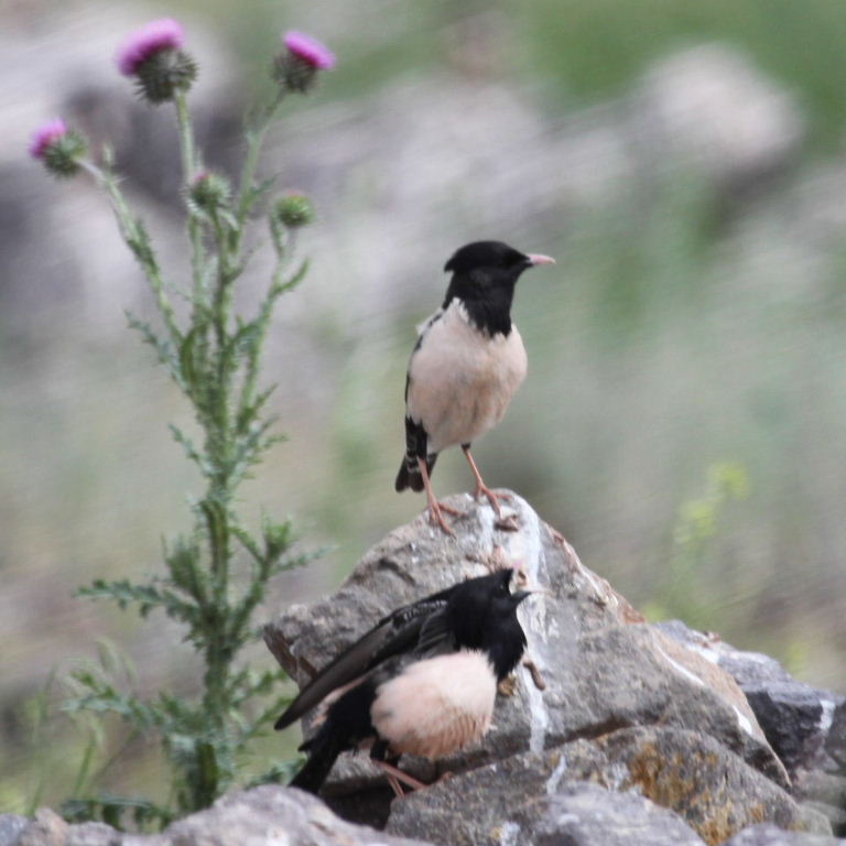 Pregnant Starling
