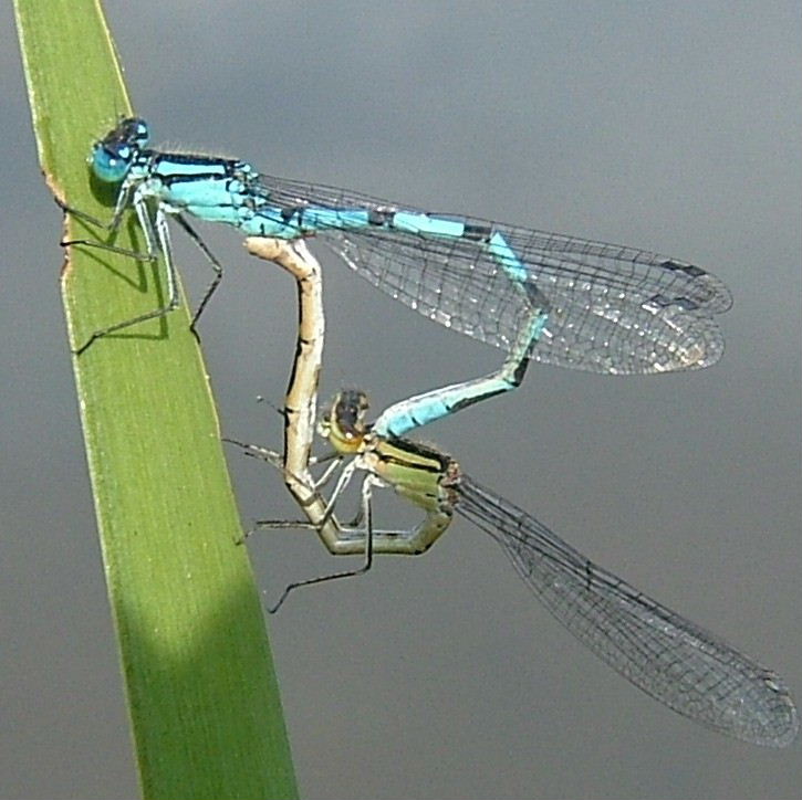 Damsel heart 2