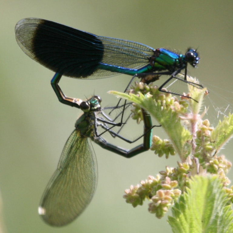 Damsel heart