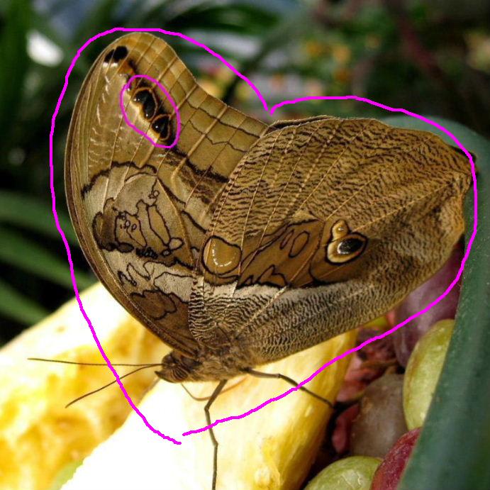 Butterfly hearts