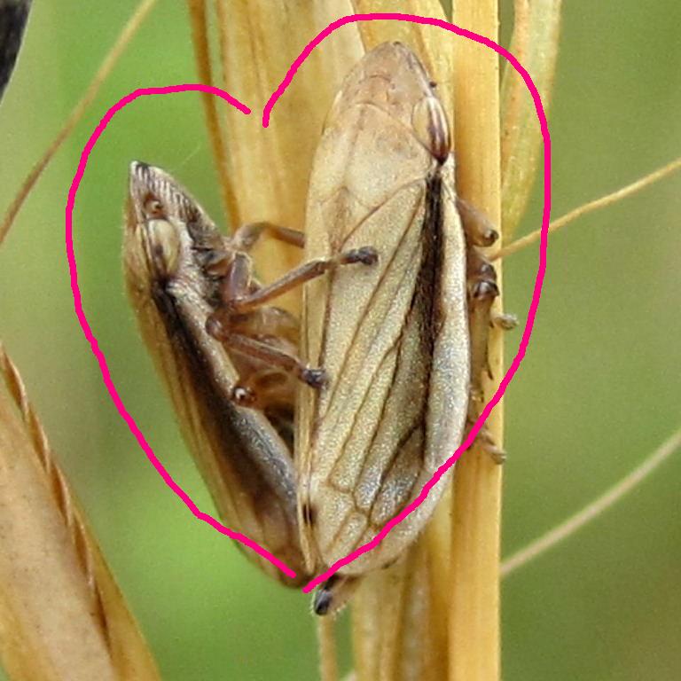 Leafhoppers in Love