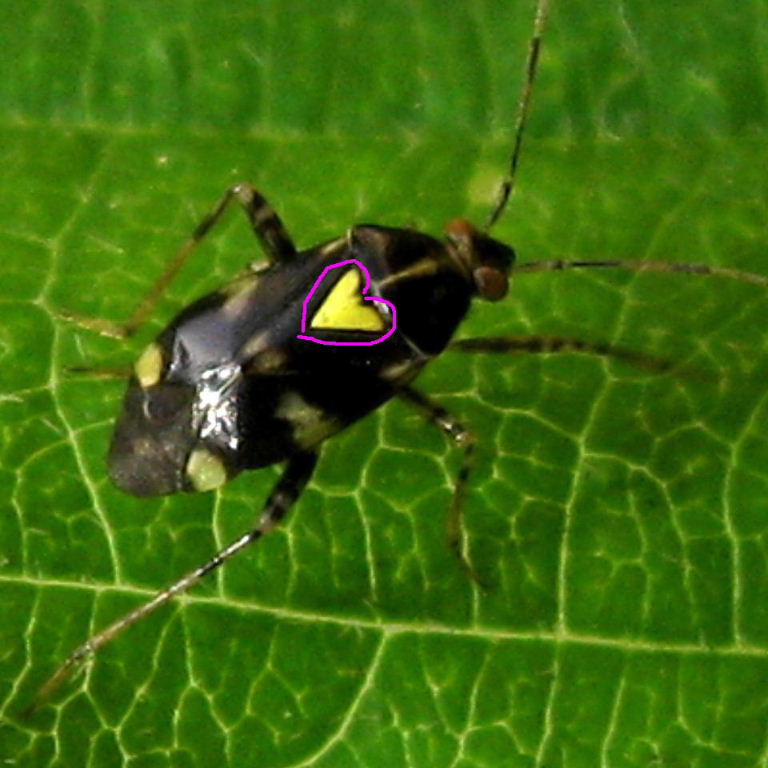 Lovebug