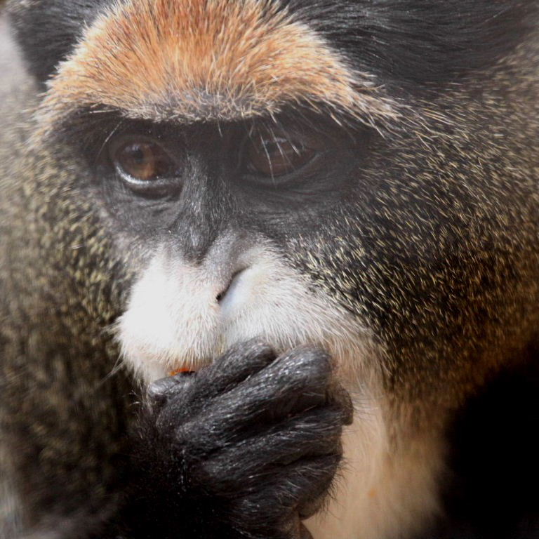 Speak no evil