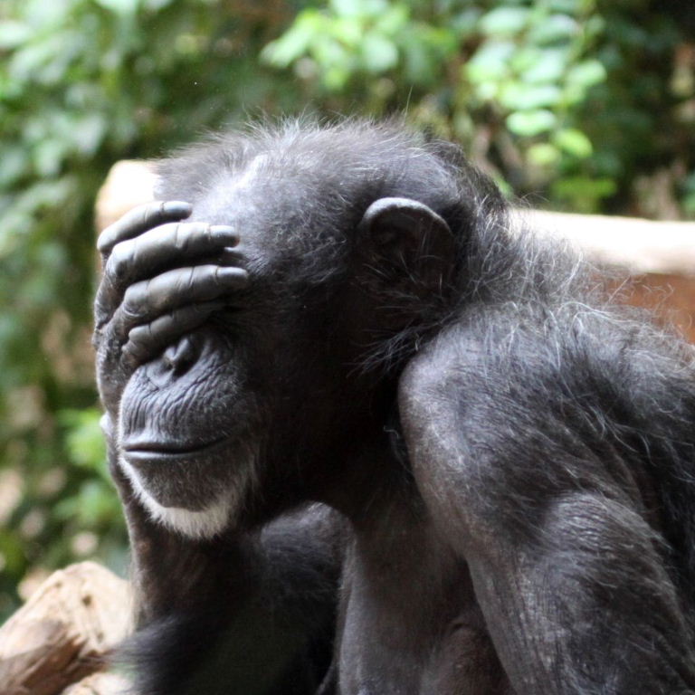 See no evil