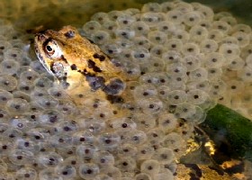 Frogspawn