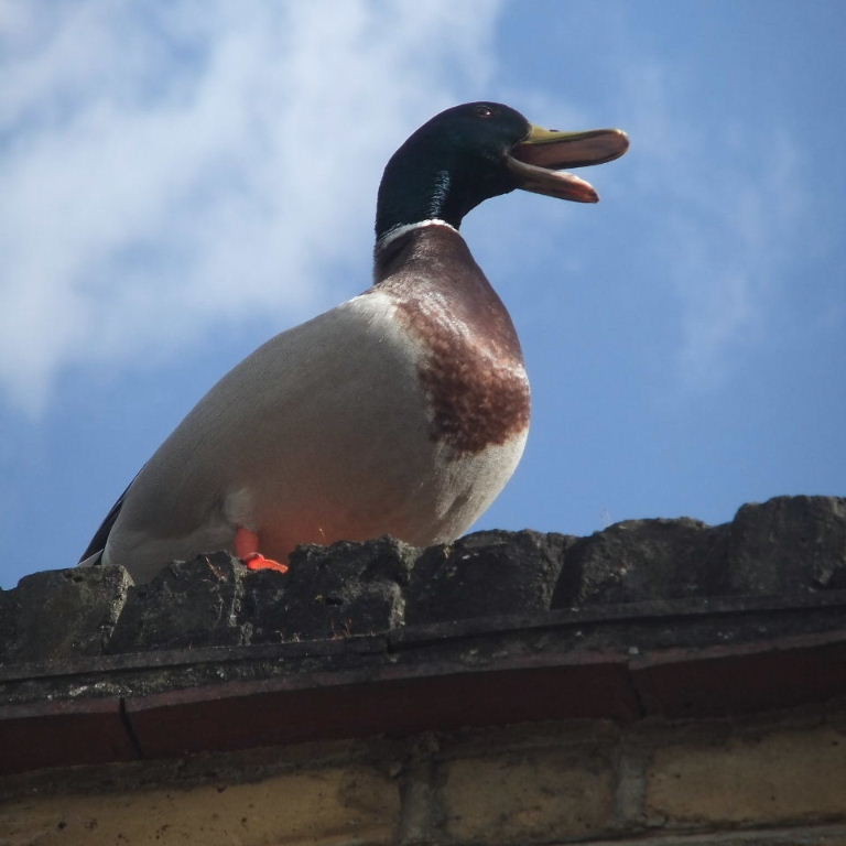 Duck D'Orleans