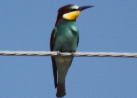 Bee-eater online