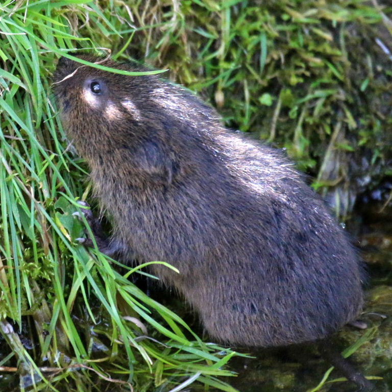 Water vole at the Bank