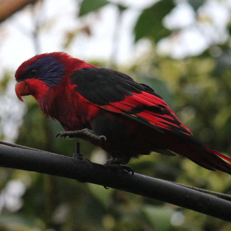 Lory with foot over switch