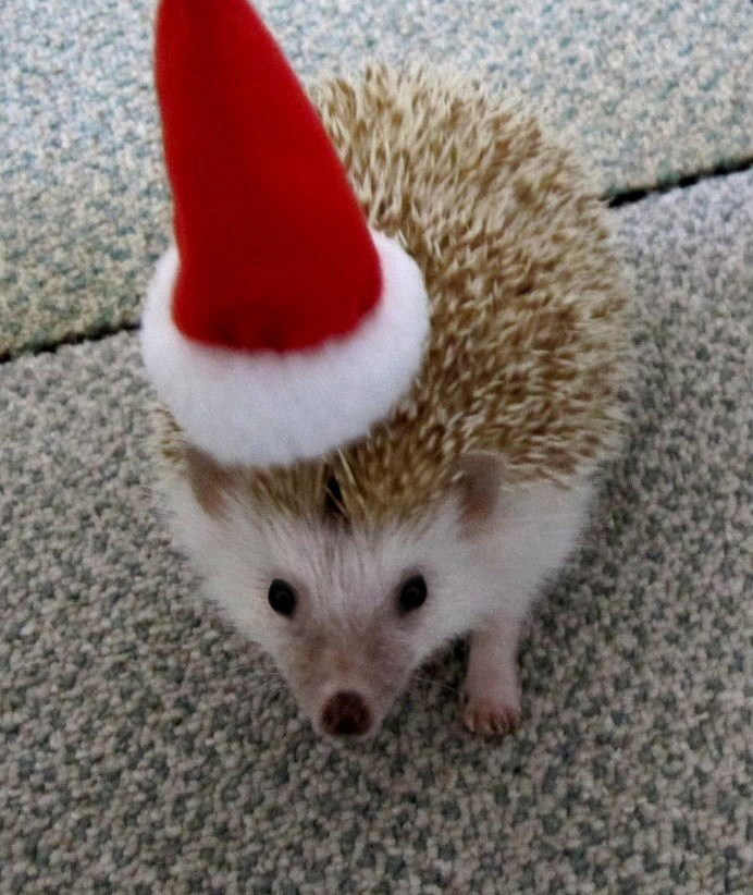 Yule Hog