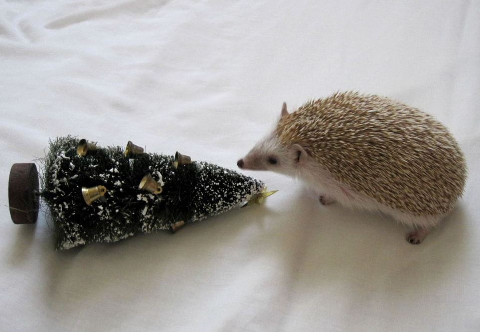 Happy Christmas (should've gone to Specsavers)