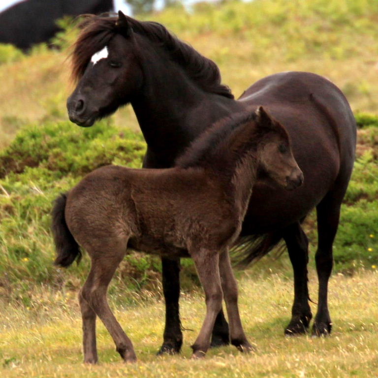 Dartmoor mare and foal