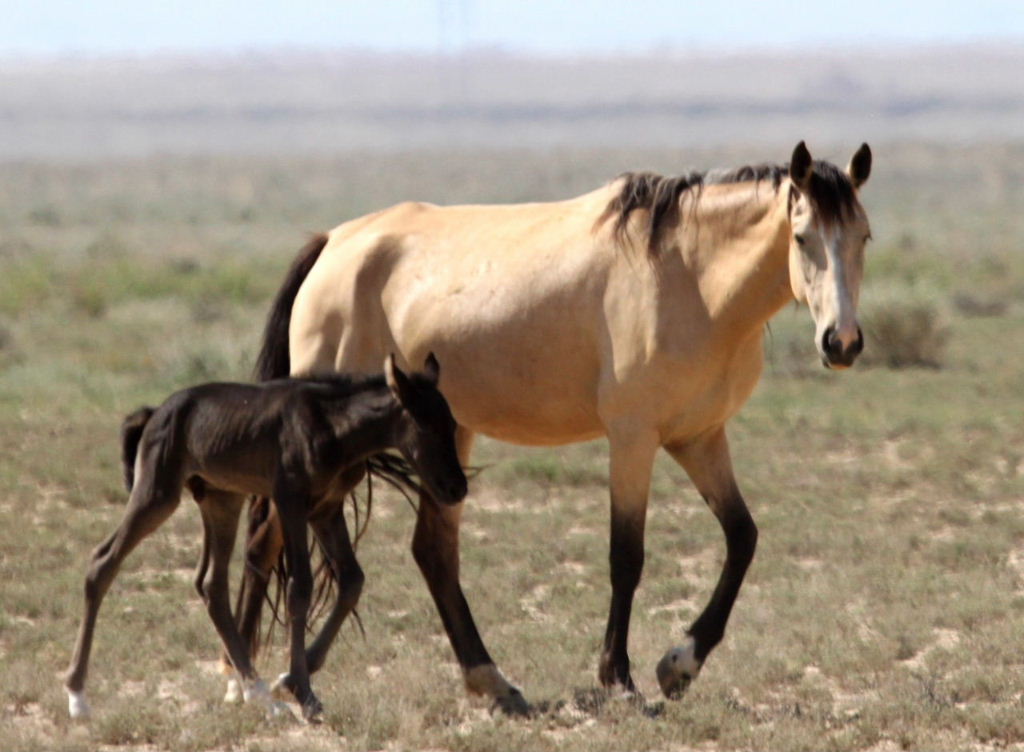 Year of the Horse - New-born foal