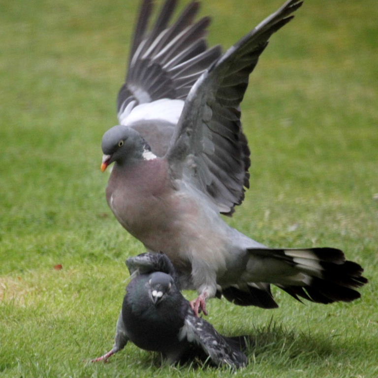 Wood and feral pigeons