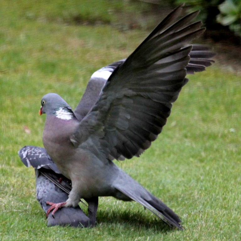 Wood and feral pigeons
